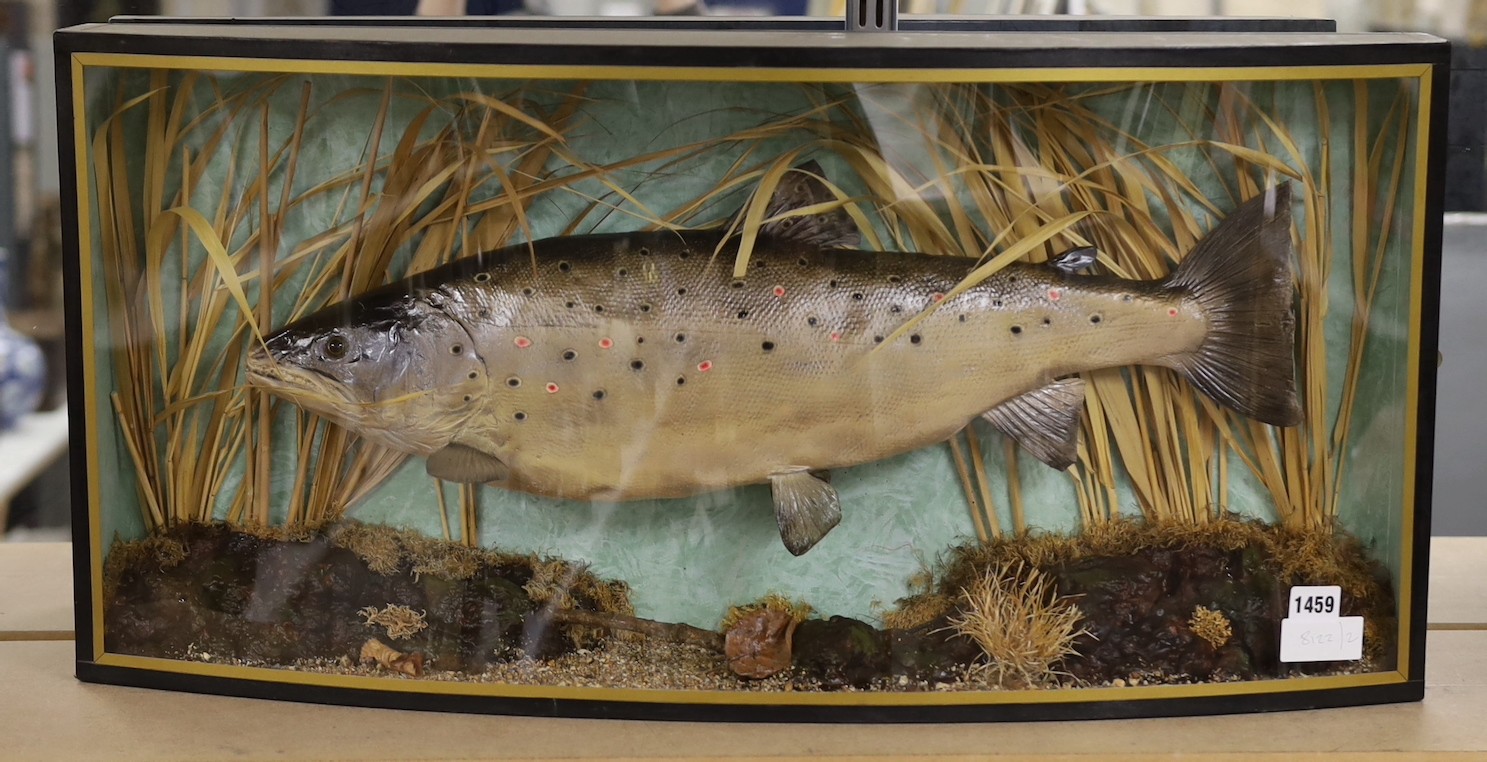 A taxidermy salmon in natural reed bed setting and bowed glass case 79cm long